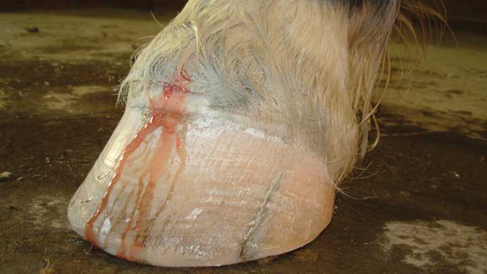Horse Hoof Abscess and Repair